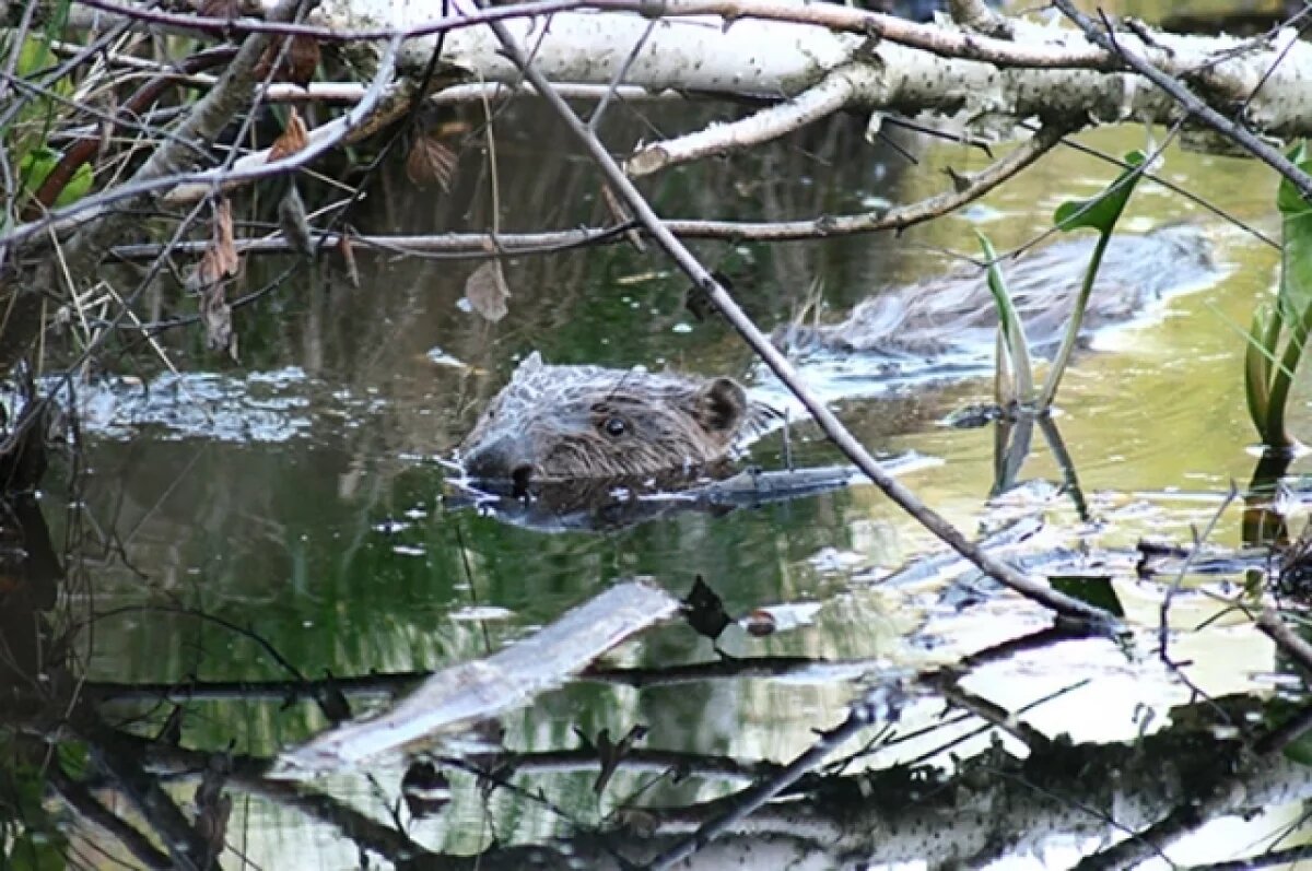   Бобры начали строить плотины на двух водоёмах в Ярославле