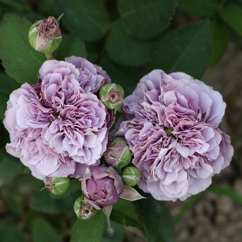 Цветки сиреневого цвета с пепельным оттенком, густомахровые, с волнистыми закрученными лепестками. Аромат легкий. Цветение волнами в течение всего сезона.