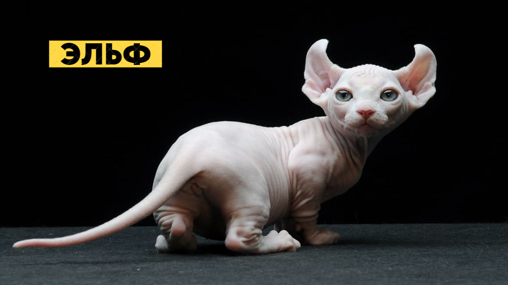 Сказочные Эльфы: что известно про самую загадочную и редкую породу кошек