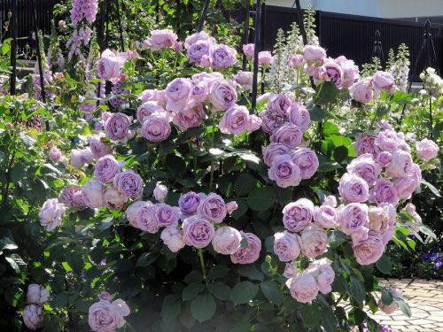 цветет обильно  густомахровыми цветками