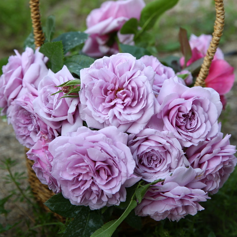 ЦВЕТЫ СОБРАНЫ В КИСТИ ПО 5-6 ЦВЕТКОВ