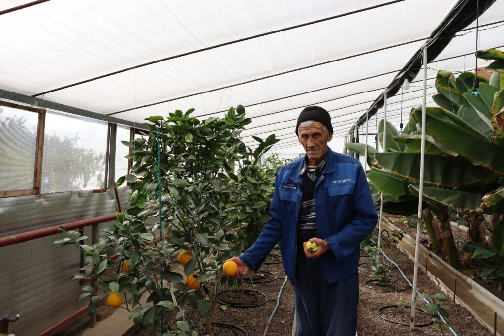    В Ахтанизовскую мы приехали по делам подписки на 2025-й год. Станицу ещё называют «Страна Тюльпания» – здесь местные жители выращивают в теплицах самые ранние розовые, белые, жёлтые, красные и даже цвета лосося тюльпаны. Теперь, похоже, будем придумывать новые эпитеты. Потому что Николай Иванов показал нам в своей теплице бананы и лимоны, апельсины и мандарины. Лимон весом почти килограмм! Фото Елены Игнатенко, «ТАМАНЬ». tamannews