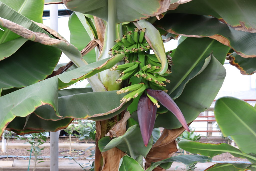    Вы видели, как цветёт банан? Появляется огромный цветок бордового цвета. Листья постепенно опадают. Из-под них появляются бананы. Фото Елены Игнатенко, «ТАМАНЬ». tamannews