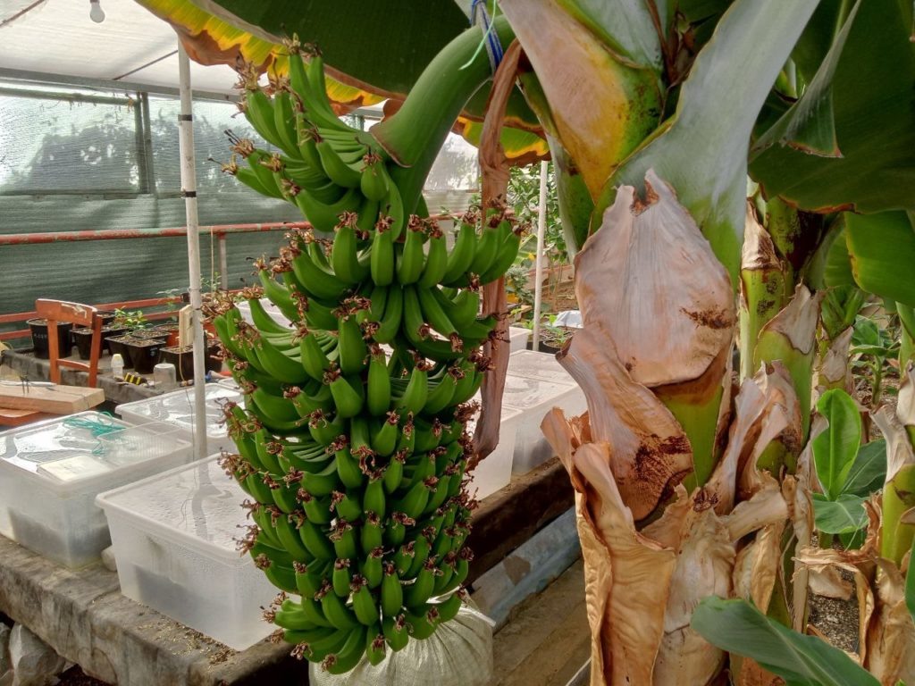    Вот какая гроздь бананов выросла. Не сосчитать, сколько на ней маленьких бананов. Они пока зелёные, скоро поспеют. Фото Елены Игнатенко, «ТАМАНЬ». tamannews