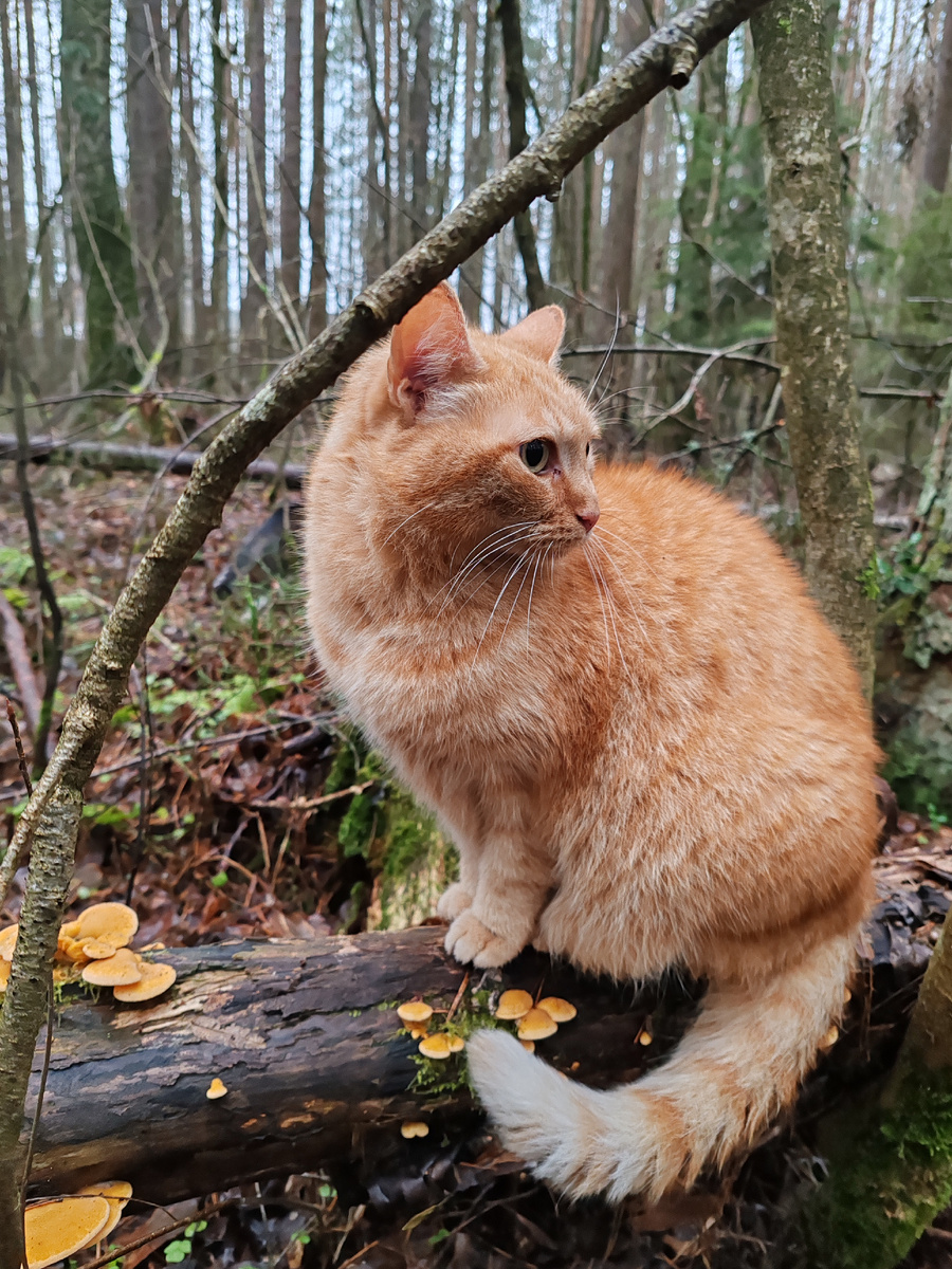 Симба и опята