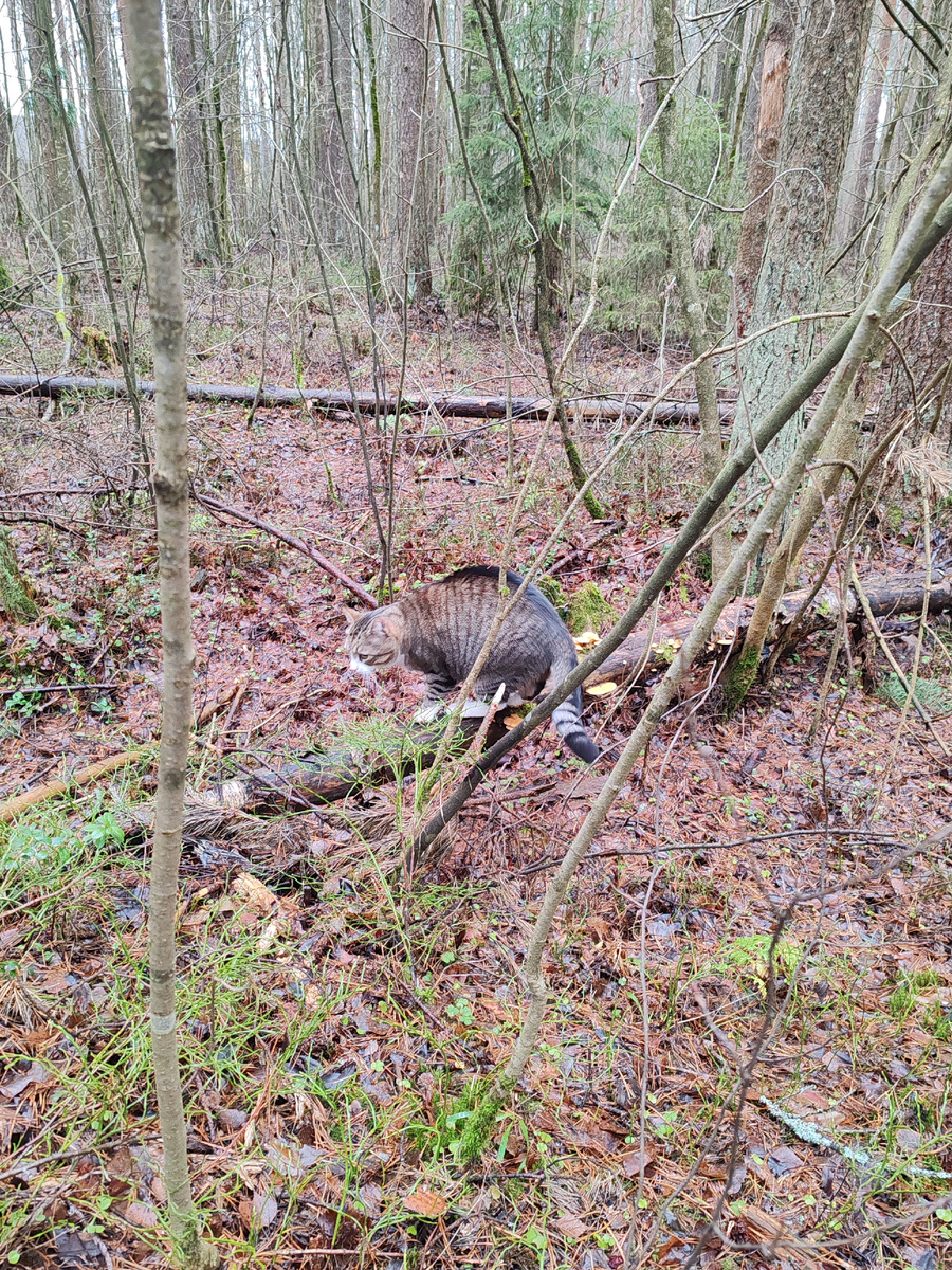 Мотя показывает чудеса эквилибристики
