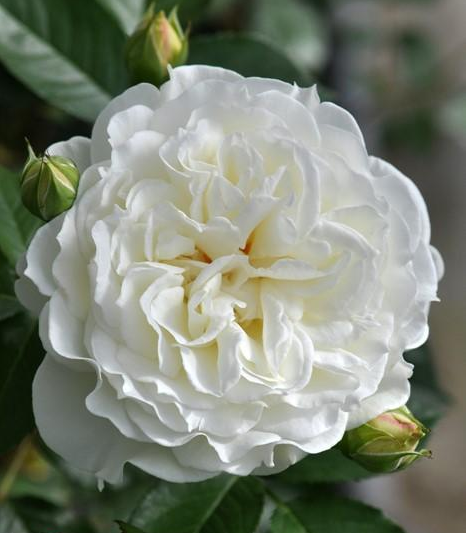 НЕЖНОСТЬ В КАЖДОМ МГНОВЕНИИ