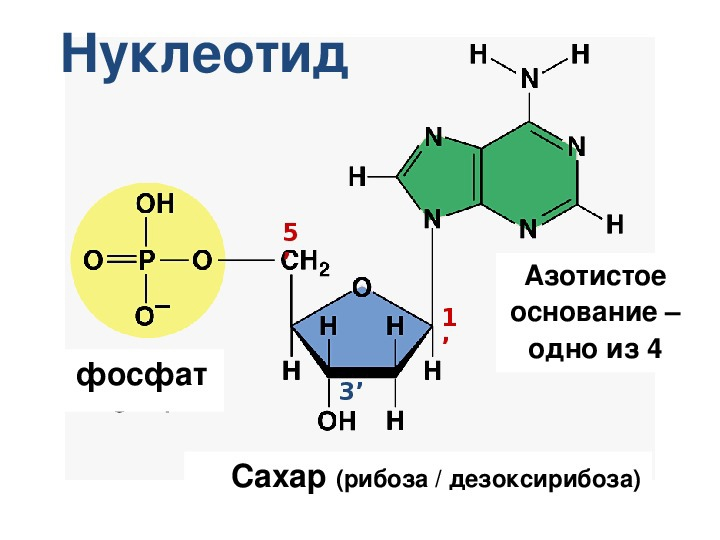 Через 3` ОН группу происходит связывание с фосфатом следующего нуклеотида