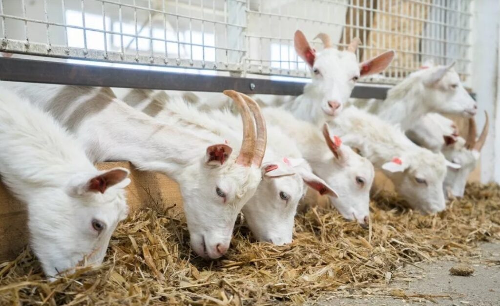 Фото: Своё Медиа