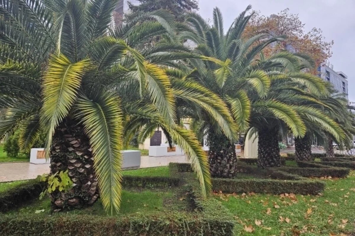    С начала года Сочи посетили почти 7,6 млн туристов