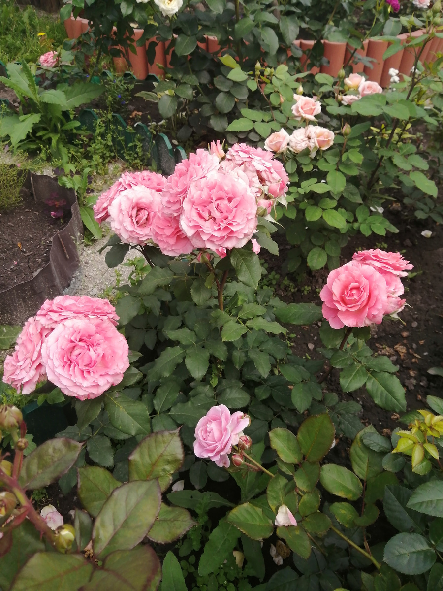 Коралл Желе