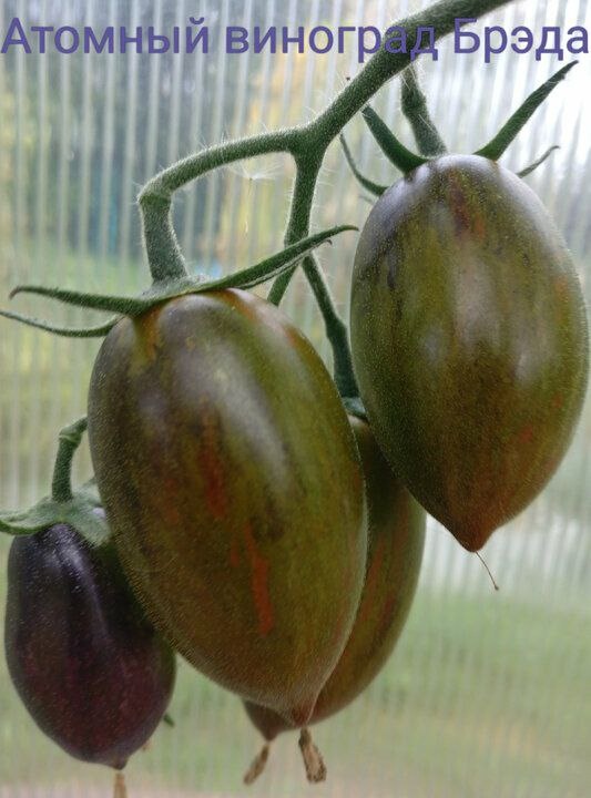 Вкус не классический томатный. Сладкий, как конфетка с фруктовым оттенком. Кожица  плотная, но вкуса это не портит.