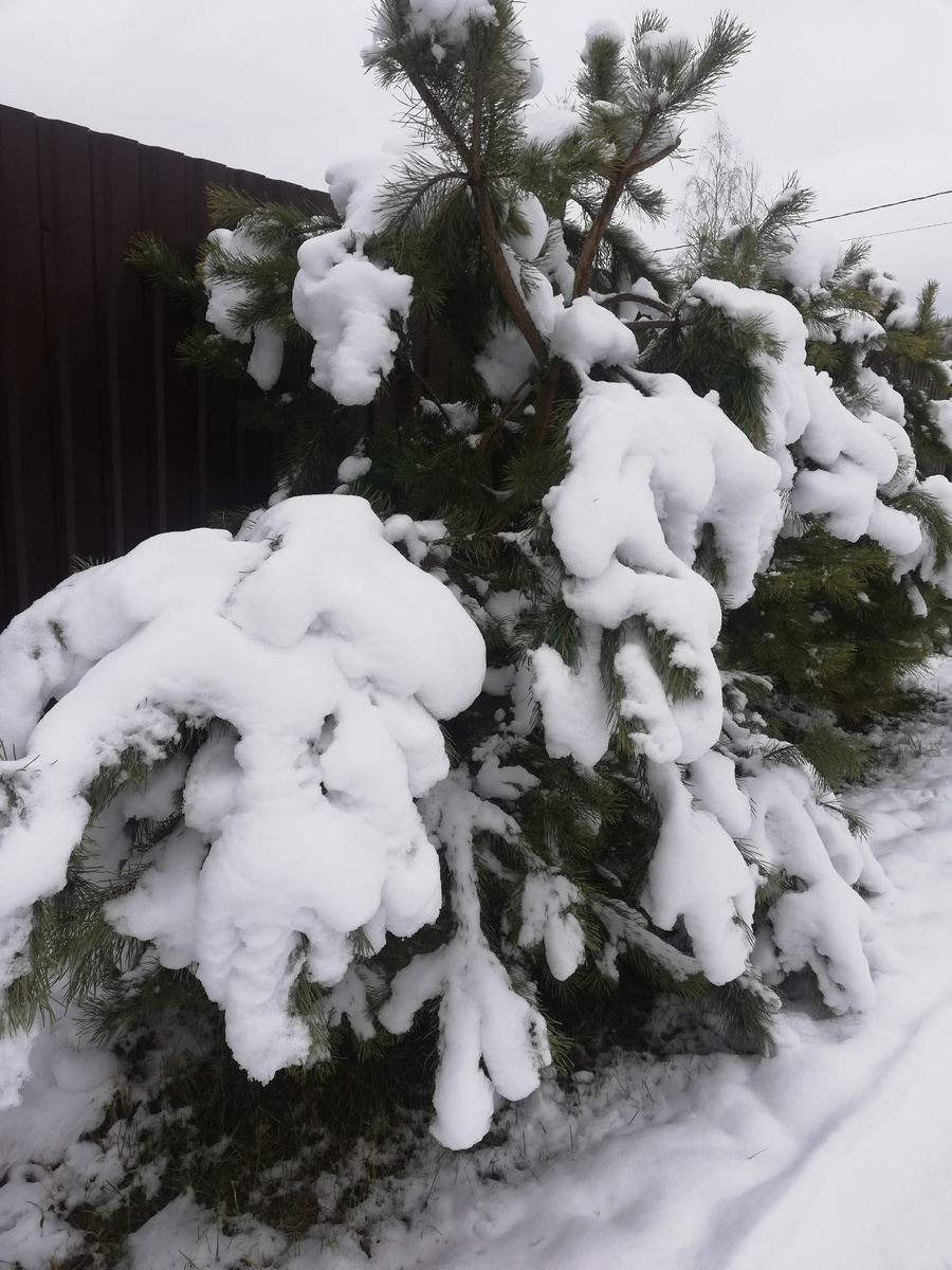 И когда только успело выпасть столько снега!