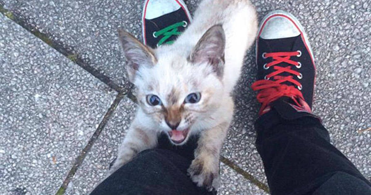 Кот кидается на ноги