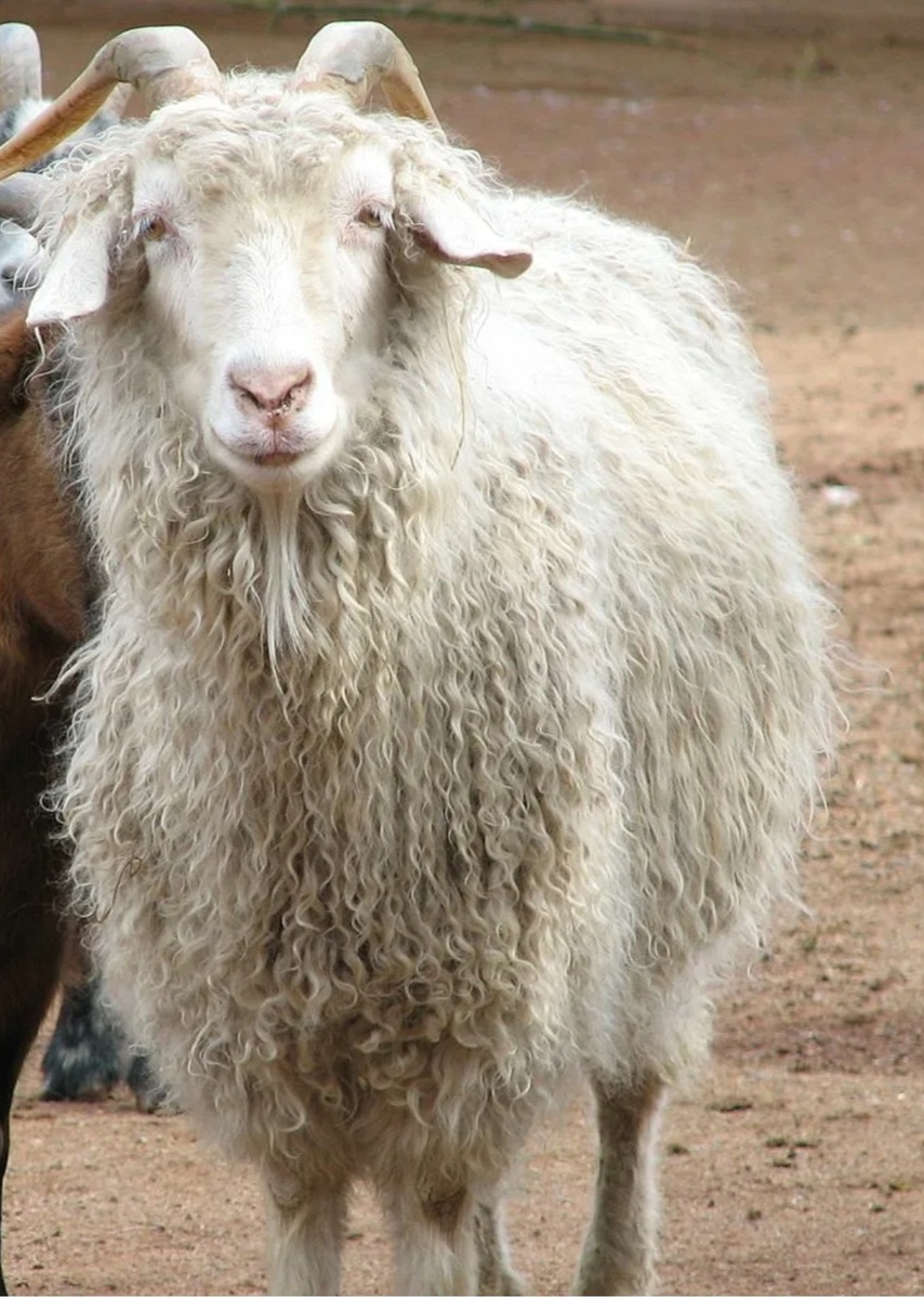 Вот такая она, ангорская козочка...