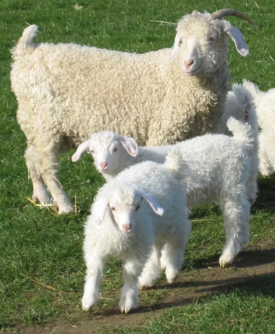 ...и ее козлята.