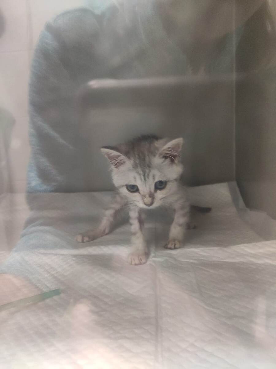 Симба в кислородной камере