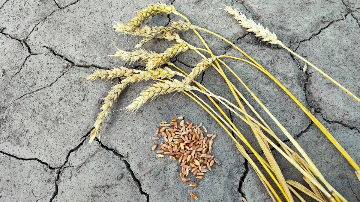 Фото:© Артем Борисов / Glavagronom.ru
Зерновой союз спрогнозировал, что запасы пшеницы к июлю 2025 г. будут минимальными за 5 лет