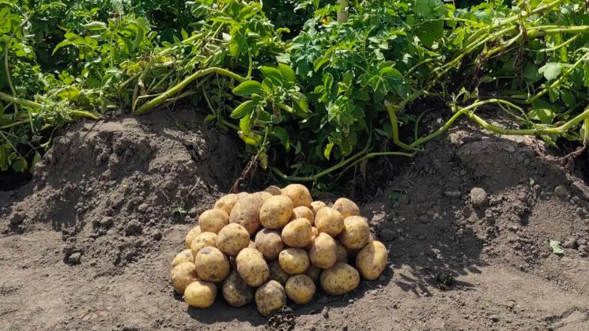 Фото:© Артем Борисов / Glavagronom.ru
Самые популярные сорта картофеля у белорусов