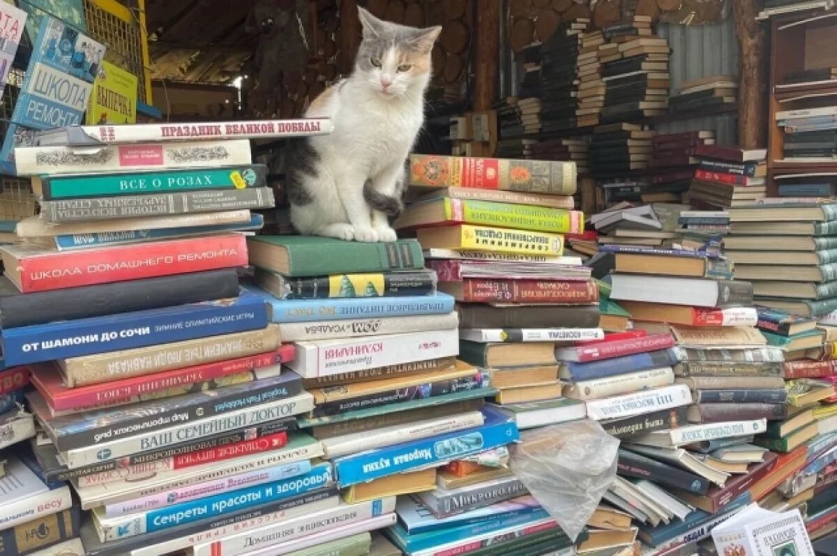    Пелевин и Роулинг: Продажи книг в Краснодаре выросли на 17%