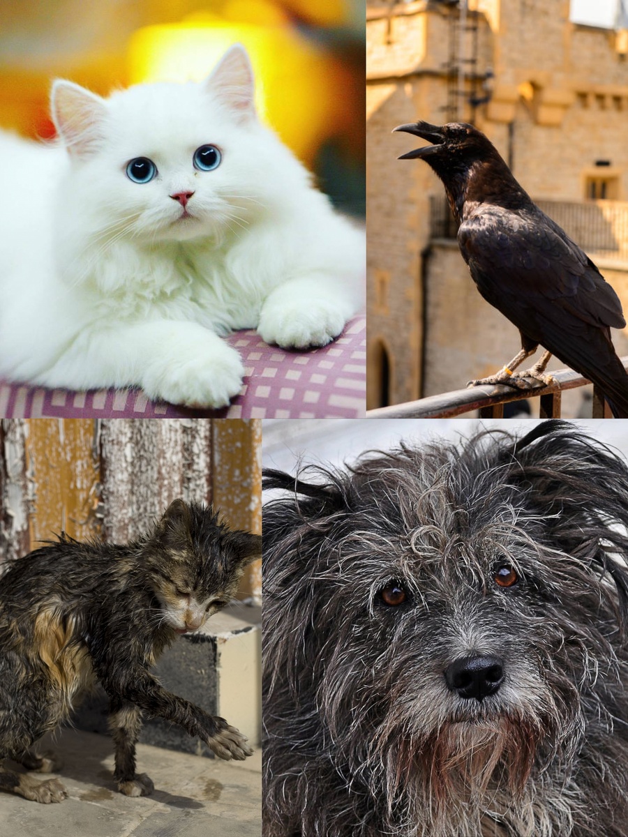 Животные играют в книге не последнюю роль. Хитрая ворона с шепелявостью, белоснежная кошка писателя Грекова, дворовая свободолюбивая Маня и пес старого ювелира. 