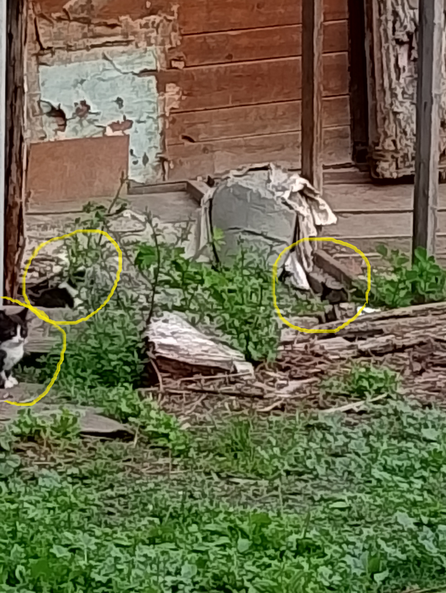 Котята. Прошу прощения за плохое качество.