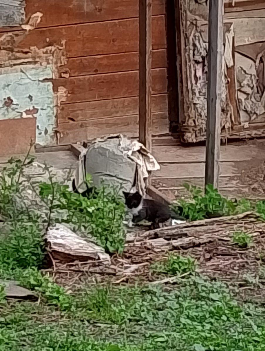 Самый трусливый котёнок.