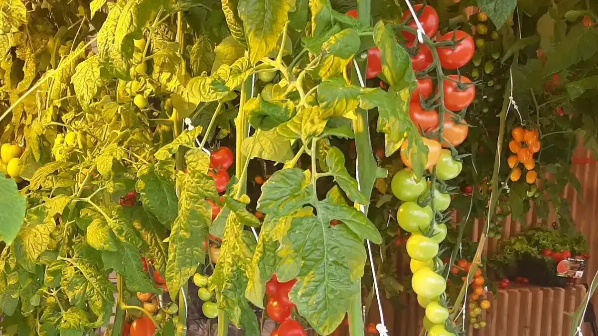 Фото:© Николай Петроченко / Glavagronom.ru
Государственный реестр селекционных достижений постоянно пополняется новыми сортами и гибридами отечественной селекции