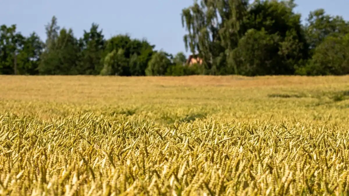 Фото:© Виталий Рыбалко / Glavagronom.ru
В России появится новый крупный агрохолдинг Просторы