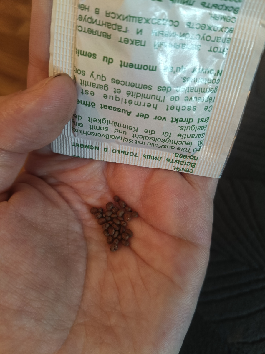 Так выглядят семена. 