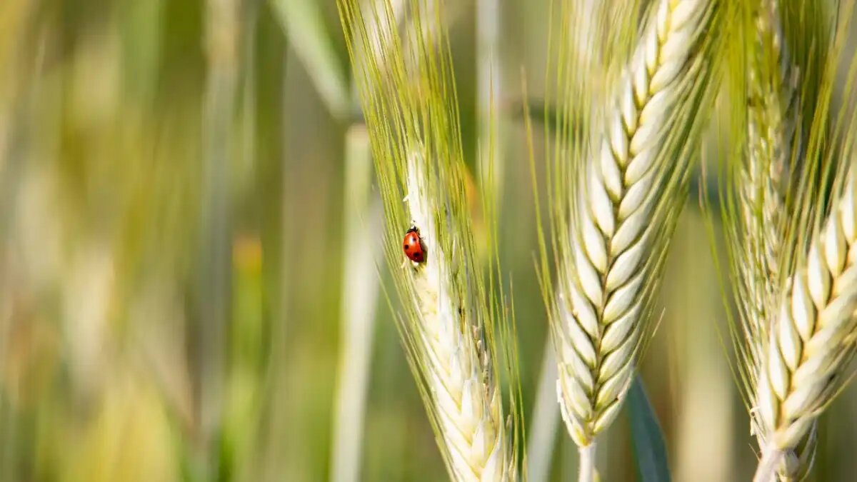 Фото:© Виталий Рыбалко / Glavagronom.ru
В России снизилась доля прибыльных растениеводческих хозяйств