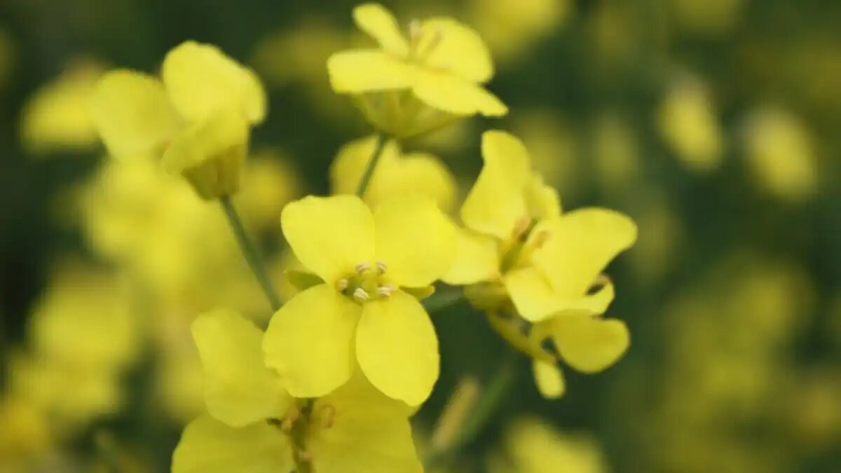 Фото:© Владимир Исаенко / Glavagronom.ru
Созданы первые в мире чипсы на основе рапсового белка