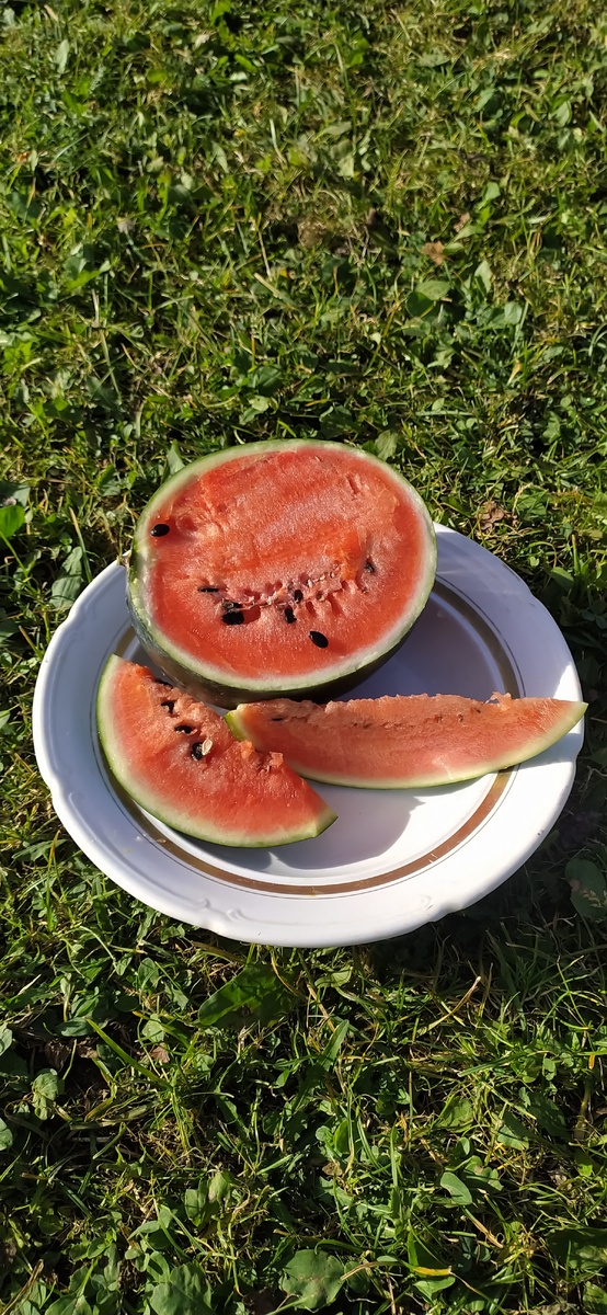 Свой урожай. Фото автора