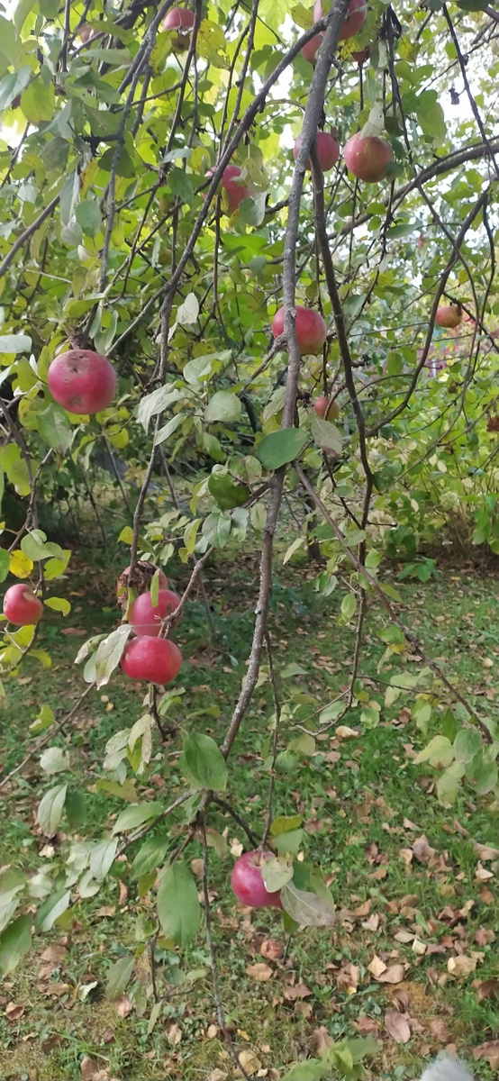 Яблоня выращена в горшке дома из семечка. Плодоносит стабильно каждый год. Фото автора