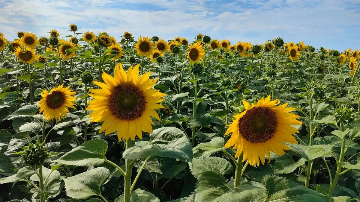 Фото:© Артем Борисов / Glavagronom.ru
В России вывели гибриды подсолнечника, устойчивые ко всем видам заразихи