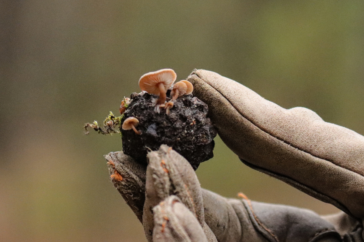 Ну такой вот у нас грибной сезон в этом году.
