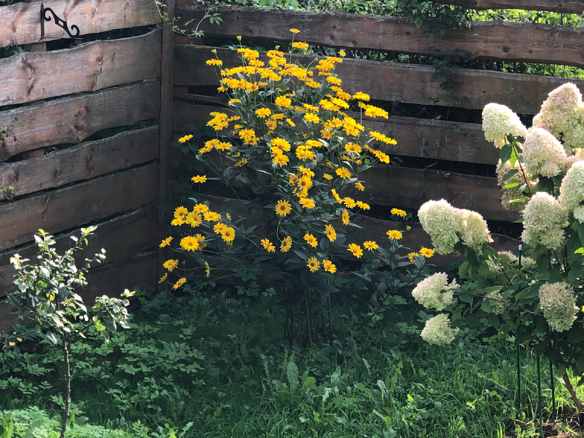 Гелиопсис в моем саду, фото июнь 2024 года