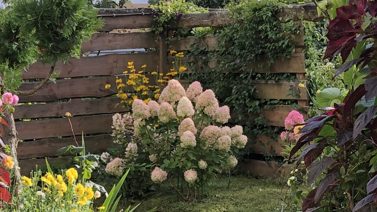 Гелиопсис яркими желтыми цветами подсвечивает самый темный уголок сада, сентябрь 2022 года