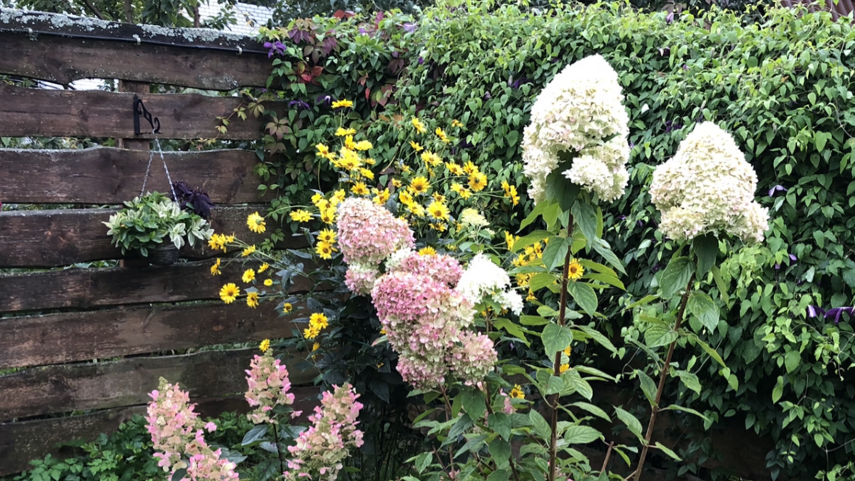 Гелиопсис, сзади фиолетовый клематис, впереди гортензии, фото 2023