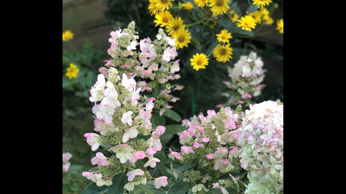 Фотографировала гортензии, а гелиопсис тоже попал в кадр, фото 2023г.