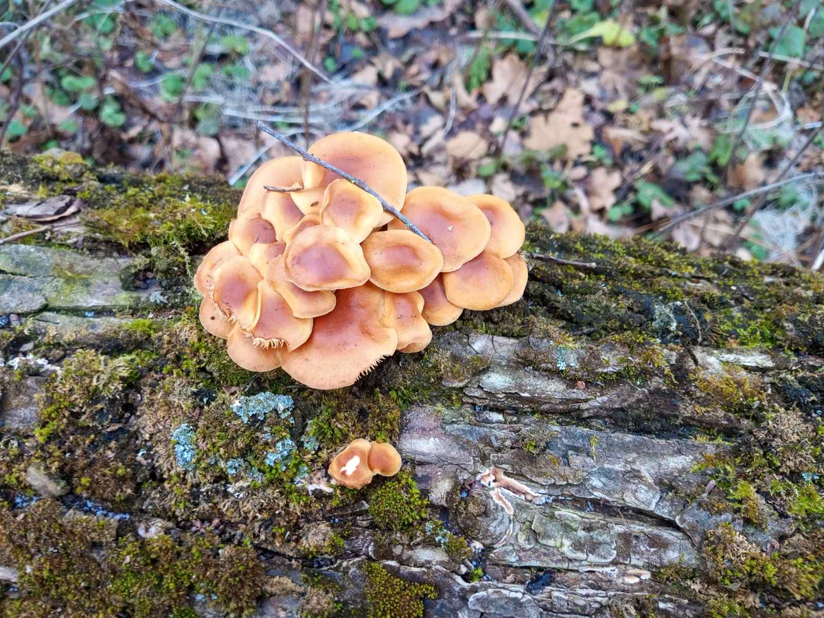 Это не чага, но красиво же)))