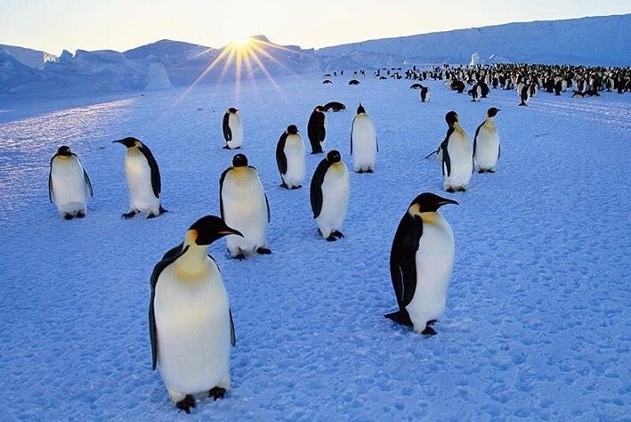 Пингвины