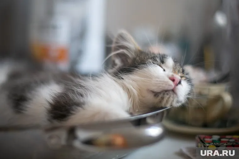 У курганских политиков в основном живут кошки и коты
Фото: Владимир Андреев © URA.RU