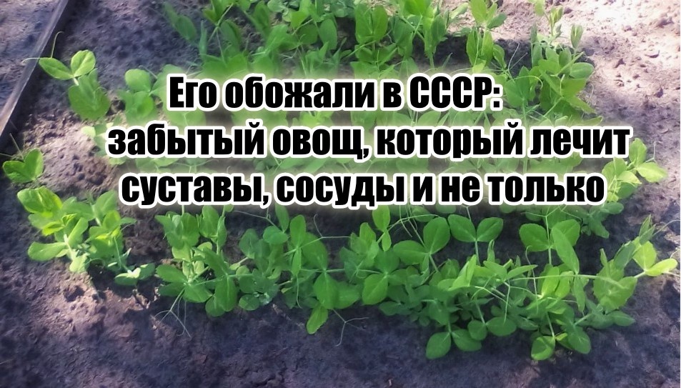 Встретить этот овощ можно практически в каждом огороде.
