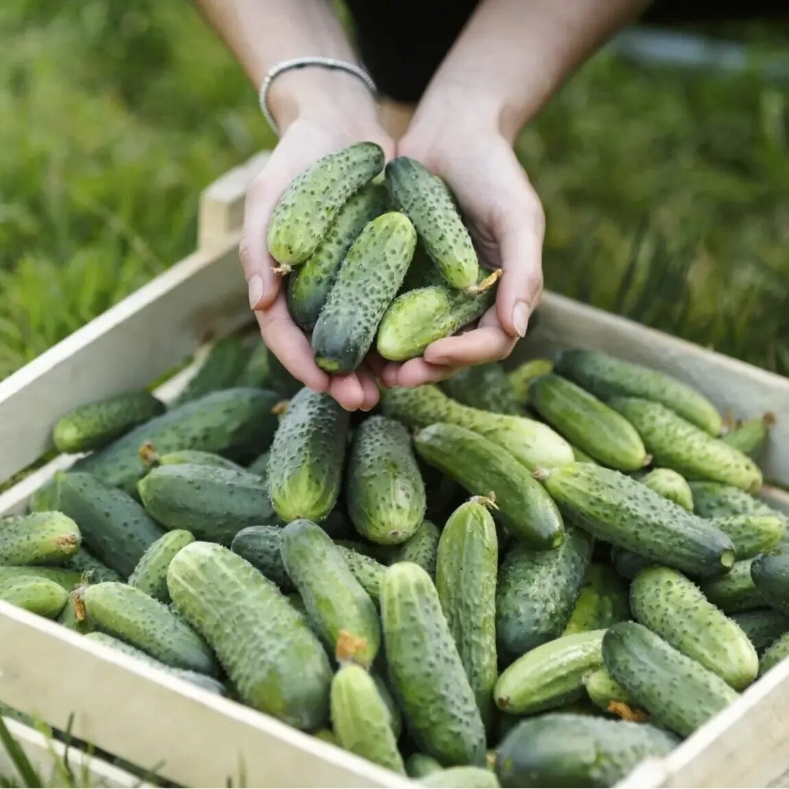 Урожай вкусных, сочных огурцов