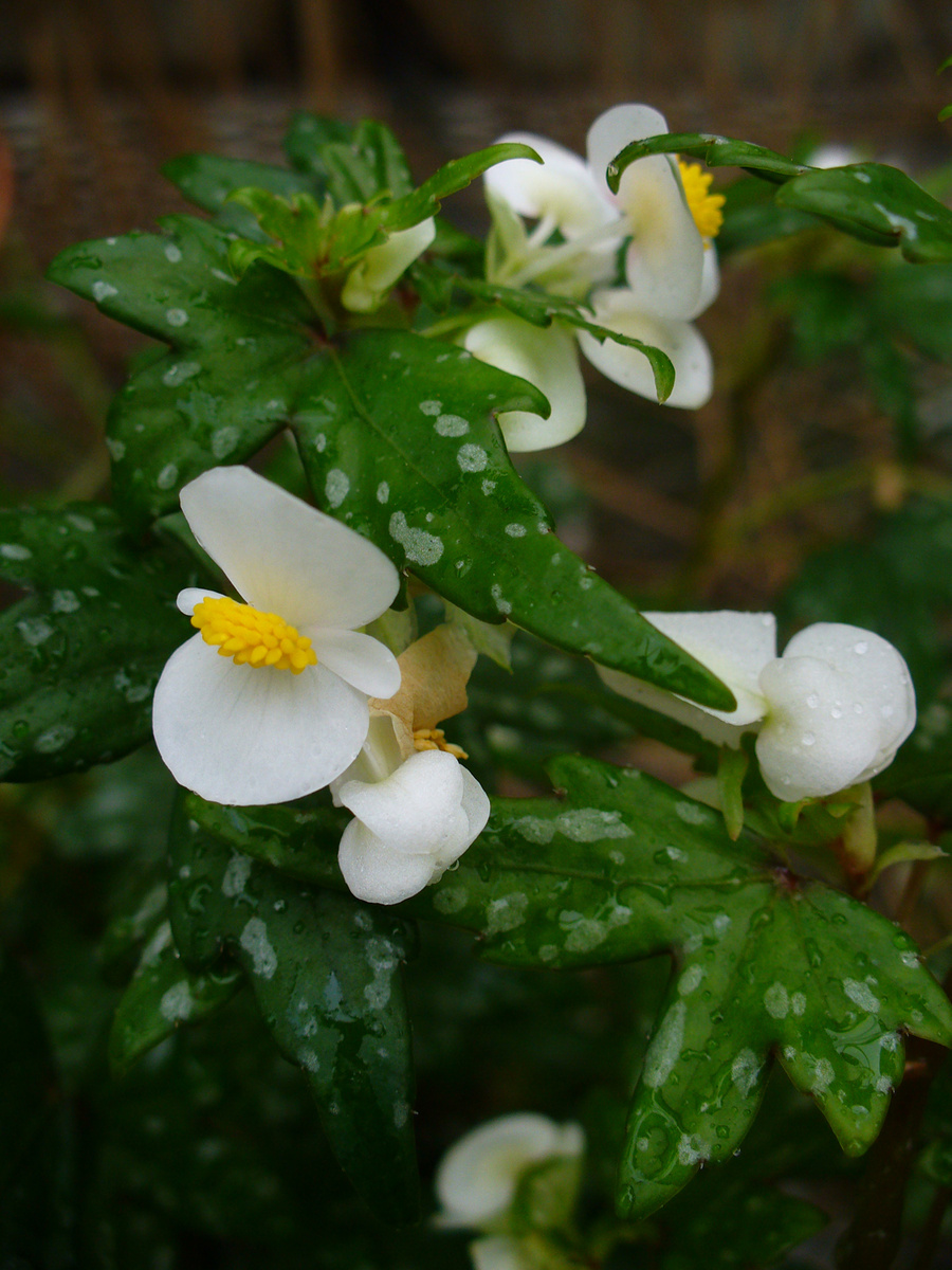 Begonia dregei