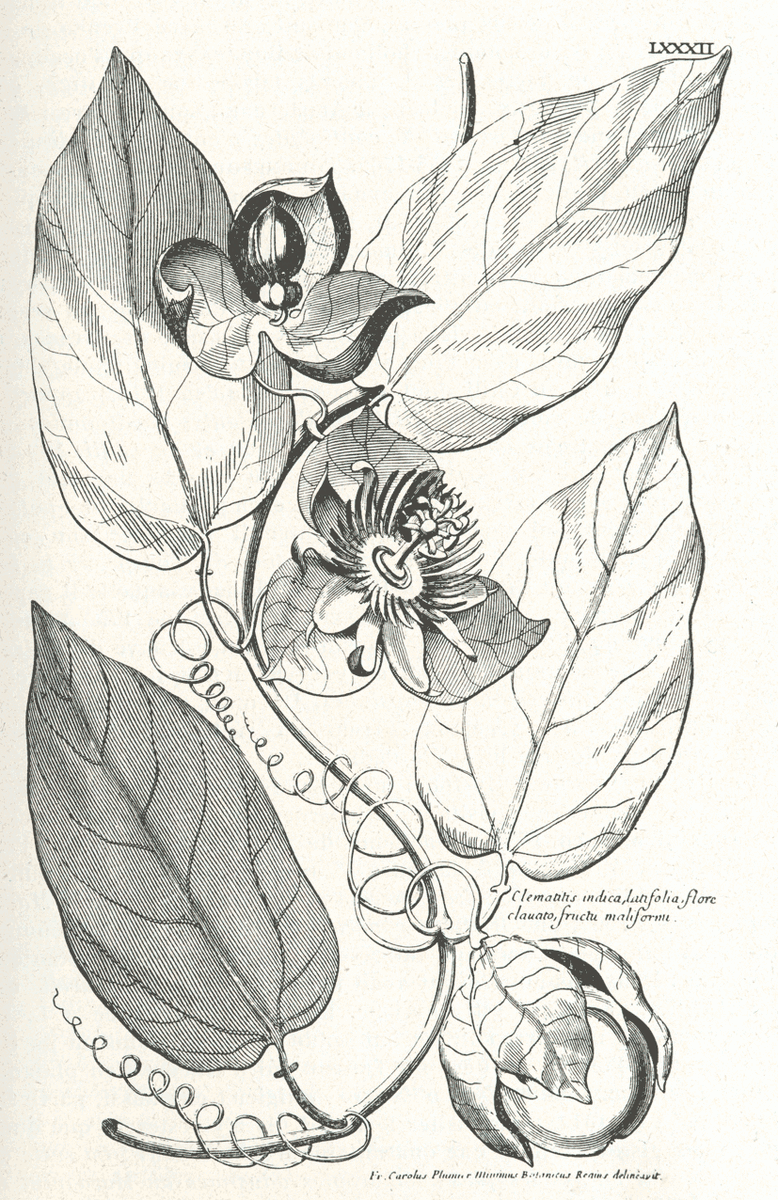 Рисунок из книги Шарля Плюмье, Climatitis indica.