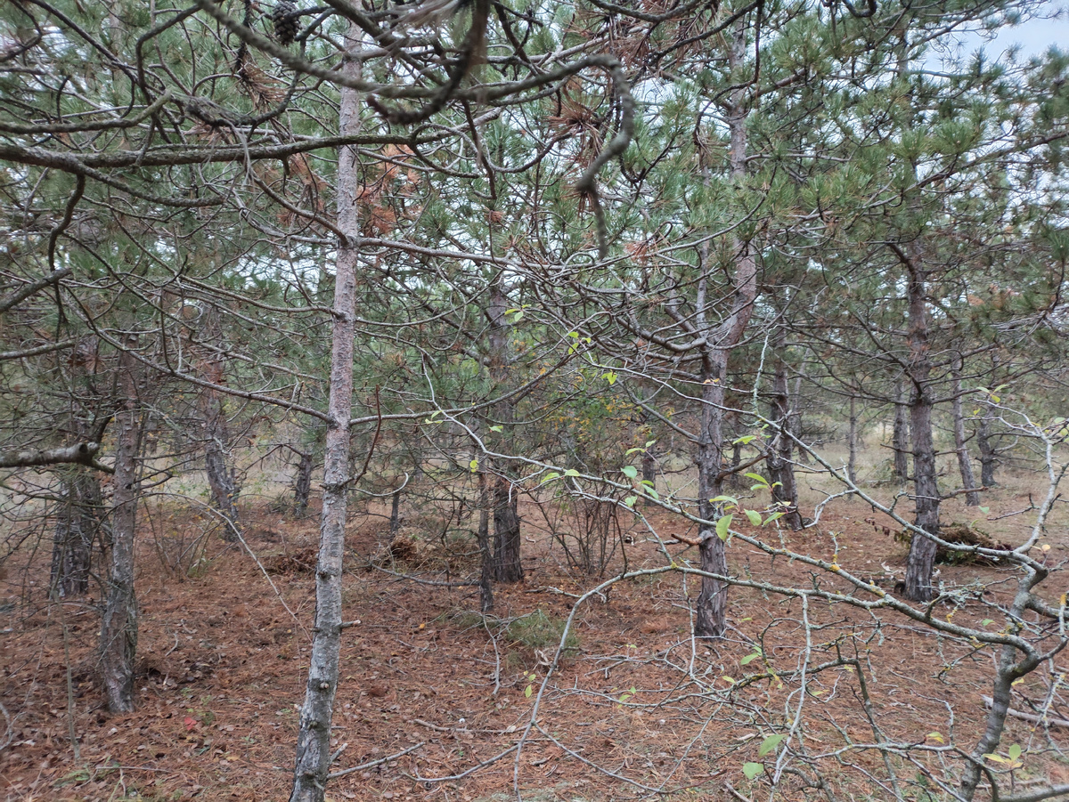 И тут искали