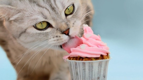    Можно ли давать сладкое кошкам и как они чувствуют этот вкус Роман Захаров