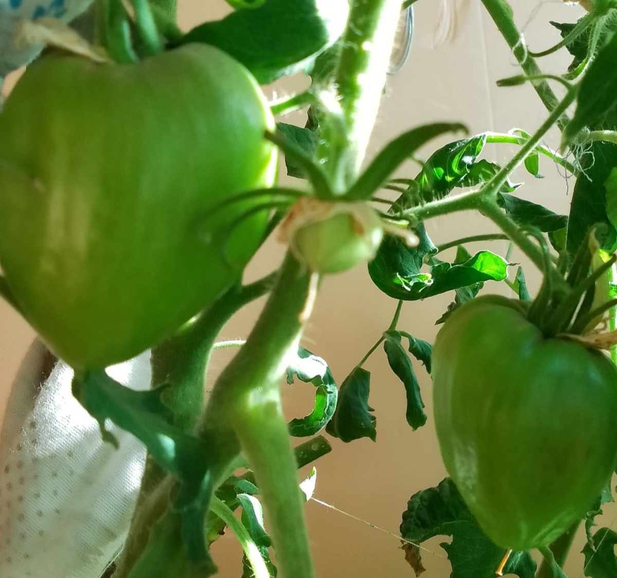 Польская Слива тётушки Сварло ( фото Галины)